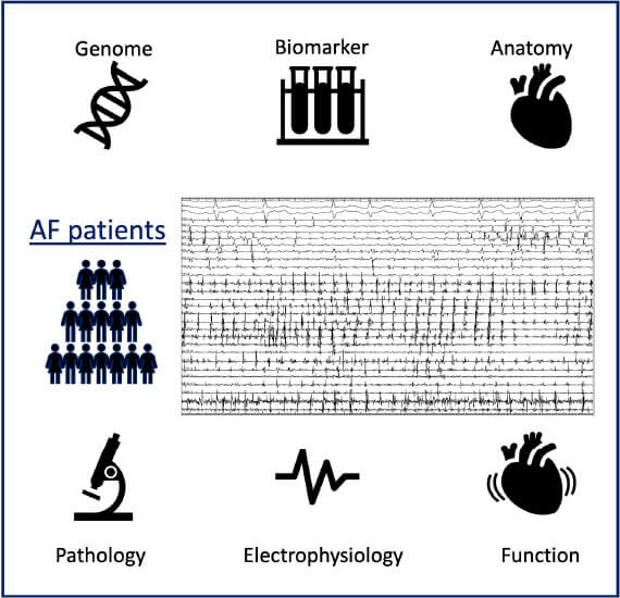 Comprehensive research to elucidate the pathophysiology of the development and maintenance of atrial fibrillation and to optimize its treatment.